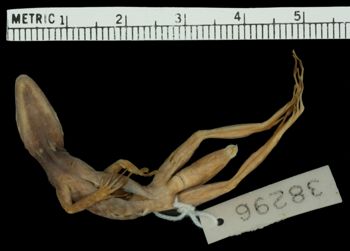Media type: image;   Herpetology R-38296 Aspect: ventral